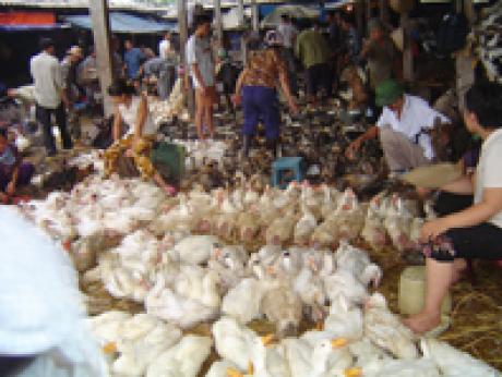 Bird flu situation in Asia remains critical, FAO warns; Virus behaviour still not fully understood – more research and investment for virus control required